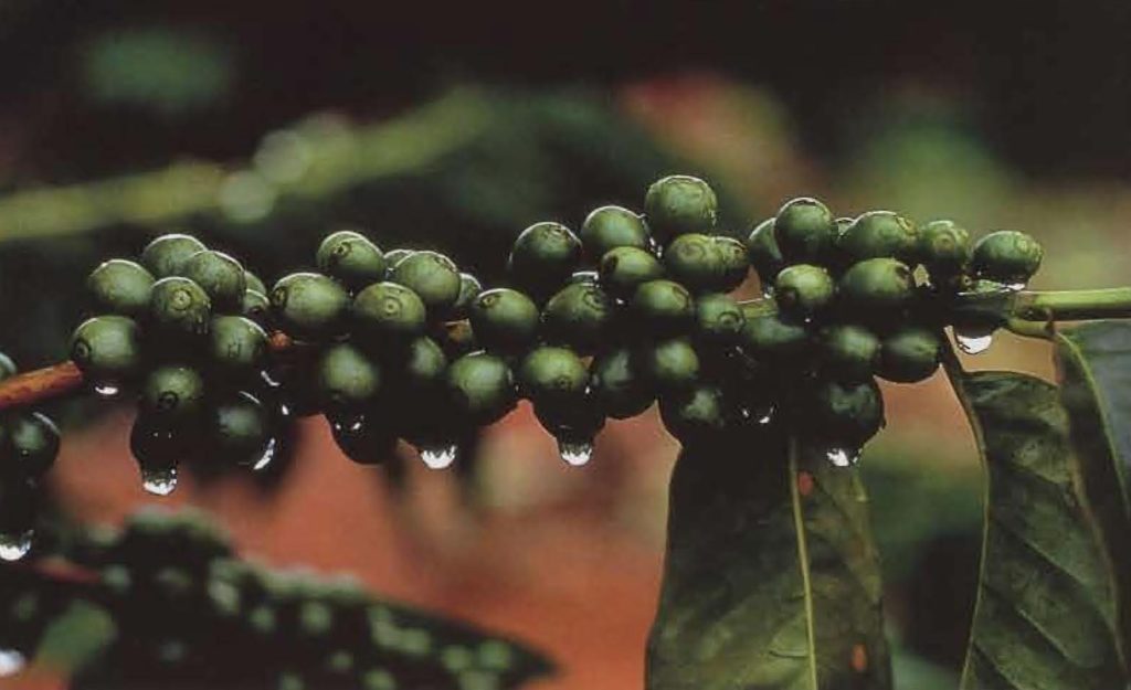 Des grappes de fruits verts se forment sur les branches du caféier.