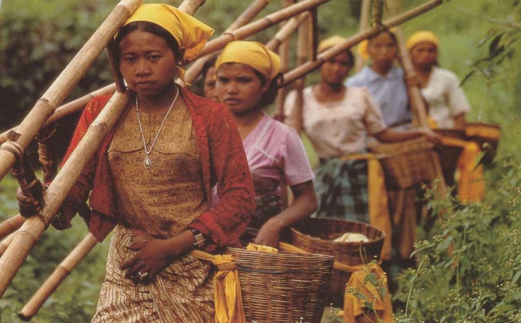 Ces cueilleuses se rendent dans les plantations des régions montagneuses de Java, où elles utilisent des échelles pour atteindre la cime des caféiers.