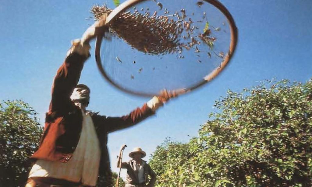 Un cribleur brésilien fait tournoyer dans les airs le produit de la récolte mécanique, espérant ne retenir que les cerises.
