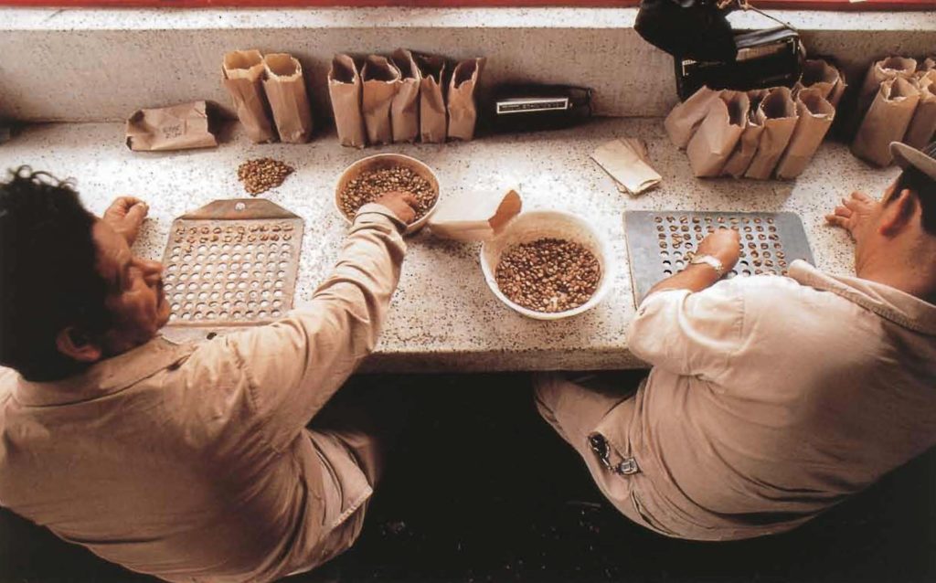 Les trieurs professionnels classent les fèves de café selon leur taille, en les plaçant méthodiquement dans les trous correspondants.