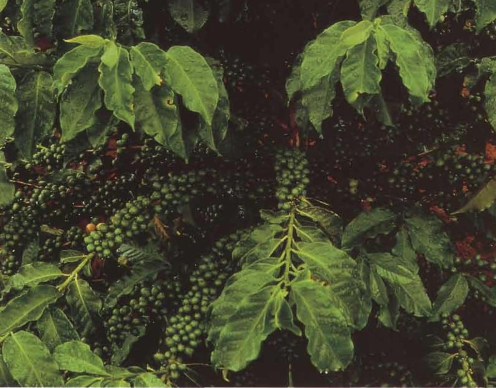 L'une des plus belles plantes de la nature: le caféier et son luxuriant feuillage.