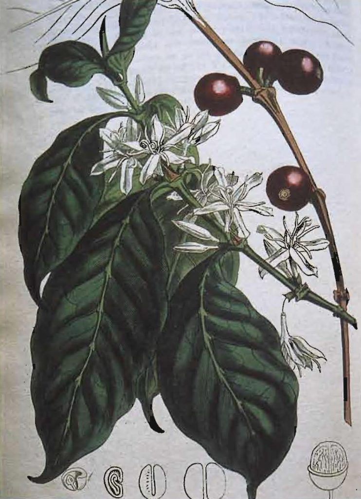 Coffea arabica, magazine de botanique, Londres, 1810.