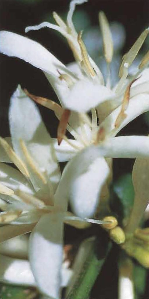 Les ravissantes fleurs blanches ont l'aspect et le parfum du jasmin.