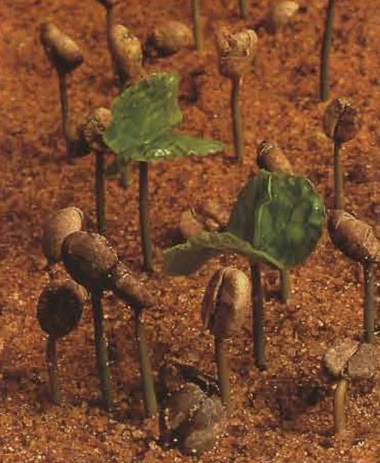 Jeunes plants de café.