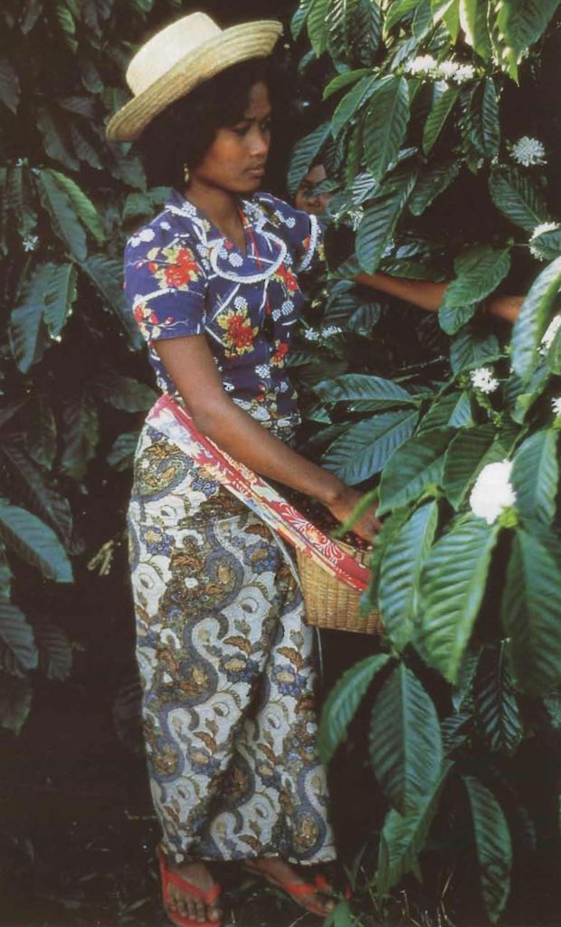 Une Javanaise cherche les fruits mûrs parmi les feuilles du caféier.