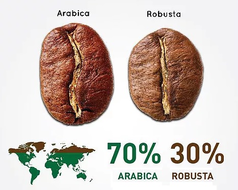 Les différences entre les cafés Arabica et Robusta
