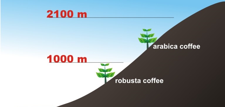 Les différences entre les cafés Arabica et Robusta